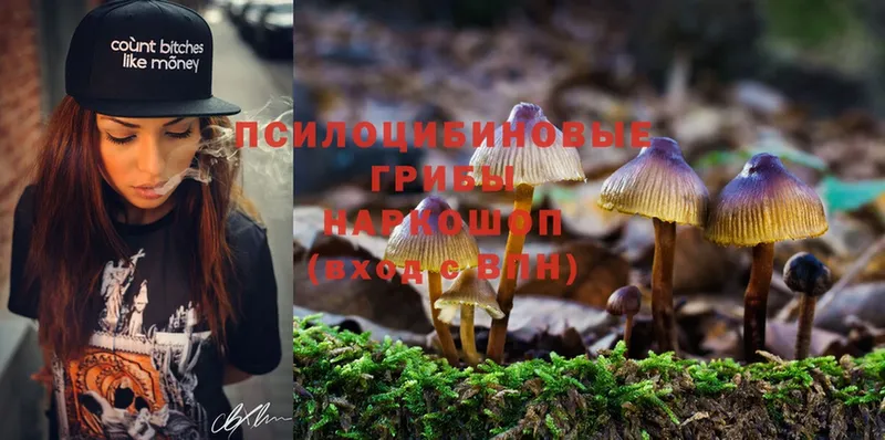 Галлюциногенные грибы Psilocybe  Наволоки 